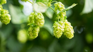 Hopfen