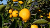 Zitronenbäume fühlen sich auch im Kübel wohl – entscheidend dafür ist ihr Standort