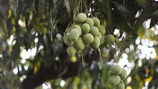 Wie nachhaltig und gut ist Mangoholz?