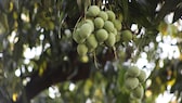 Wie nachhaltig und gut ist Mangoholz?