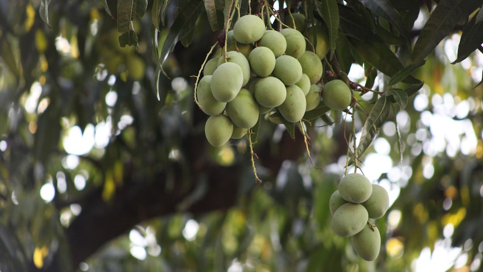 Wie nachhaltig und gut ist Mangoholz?
