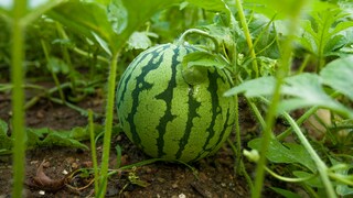 Melone im Garten pflanzen, pflegen und ernten