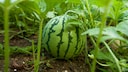 Melone im Garten pflanzen, pflegen und ernten