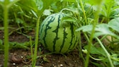 Melone im Garten pflanzen, pflegen und ernten