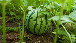 Melone im Garten pflanzen, pflegen und ernten