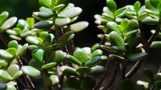 Der Gelbaum wird auch Pfennigbaum genannt