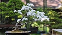 Kann man aus jedem Baum einen Bonsai machen?