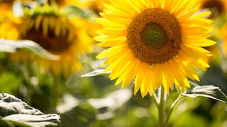 Sonnenblumen im Garten pflanzen