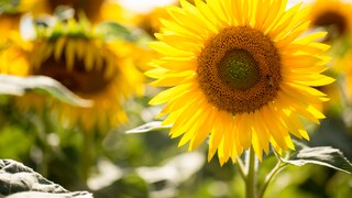 Sonnenblumen im Garten pflanzen