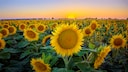 Sonnenblumen Osten: Ein Feld mit Sonnenblumen, im Hintergrund geht die Sonne unter