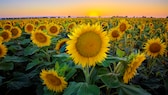 Sonnenblumen Osten: Ein Feld mit Sonnenblumen, im Hintergrund geht die Sonne unter