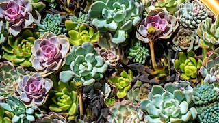 Der botanische Name der Hauswurz, Sempervivum, bedeutet so viel wie „immerlebend“