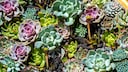 Der botanische Name der Hauswurz, Sempervivum, bedeutet so viel wie „immerlebend“