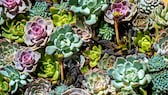 Der botanische Name der Hauswurz, Sempervivum, bedeutet so viel wie „immerlebend“