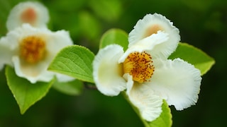 Scheinkamelie: Weiße Blüten der Scheinkamelie