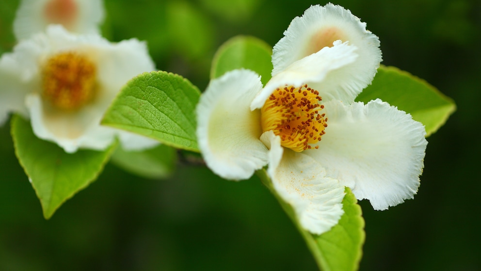 Scheinkamelie: Weiße Blüten der Scheinkamelie