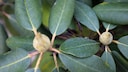 Schädling, der Knospen von Rhododendron absterben lässt