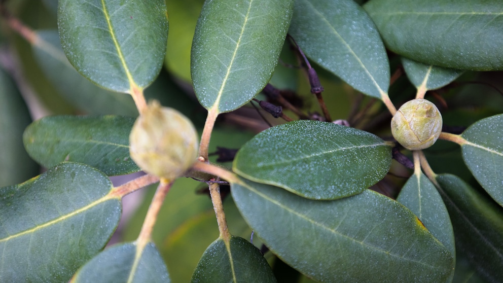 Schädling, der Knospen von Rhododendron absterben lässt