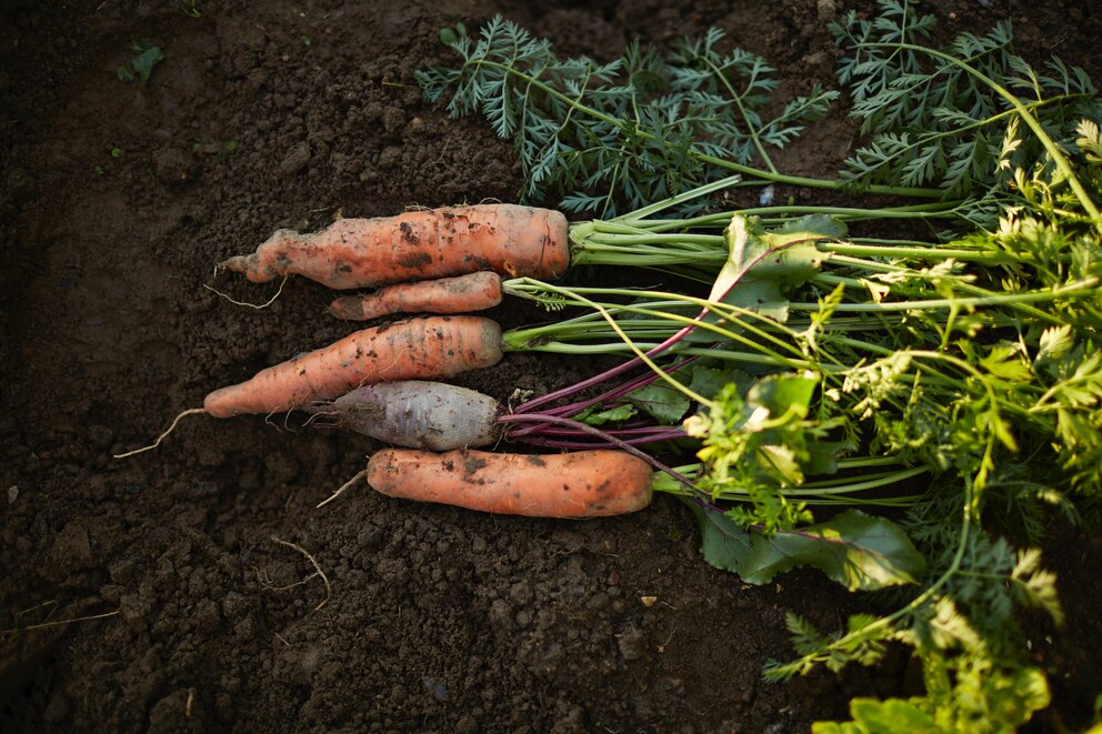 Gartenarbeiten, die im September anstehen