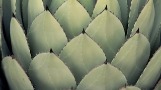 Optisch ähnelt die Agave der Aloe Vera. Ein deutlicher Unterschied ist der Stachel am Ende des Agavenblatts