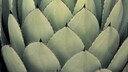 Optisch &auml;hnelt die Agave der Aloe Vera. Ein deutlicher Unterschied ist der Stachel am Ende des Agavenblatts