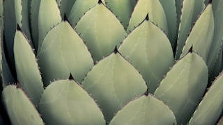 Optisch ähnelt die Agave der Aloe Vera. Ein deutlicher Unterschied ist der Stachel am Ende des Agavenblatts