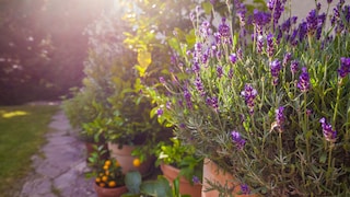 Lavendel ist aufgrund seiner violett blühender Blüten, die einen intensiven Duft verströmen, eine beliebte Pflanze bei Hobbygärtnern