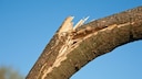 Abgebrochener Ast