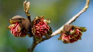 Eisenholzbaum: Knospen und rote Blüten des Eisenholzbaums