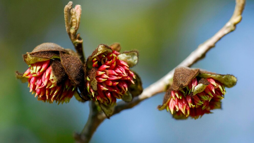 Eisenholzbaum: Knospen und rote Blüten des Eisenholzbaums