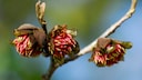 Eisenholzbaum: Knospen und rote Blüten des Eisenholzbaums