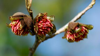 Eisenholzbaum: Knospen und rote Blüten des Eisenholzbaums