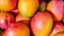Mango aus einem Kern ziehen