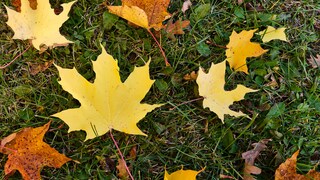 Bauernregel für Oktober – was bedeutet Kälte?