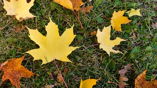 Bauernregel für Oktober – was bedeutet Kälte?