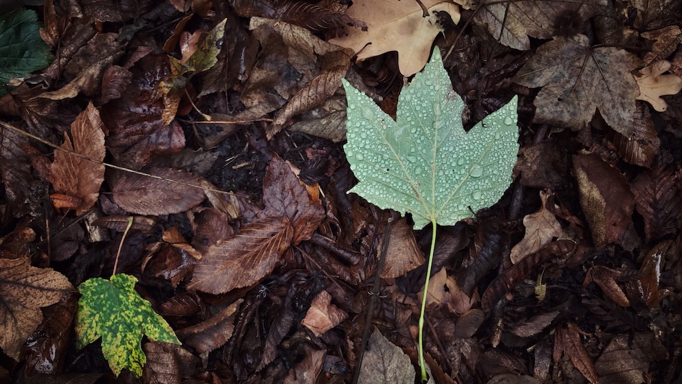 Blatt auf dem Boden