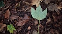 Blatt auf dem Boden