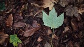 Blatt auf dem Boden