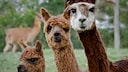 Nicht jedem Tier kann man in seinem Garten gerecht werden – das sollte jeder Tierfreund einsehen