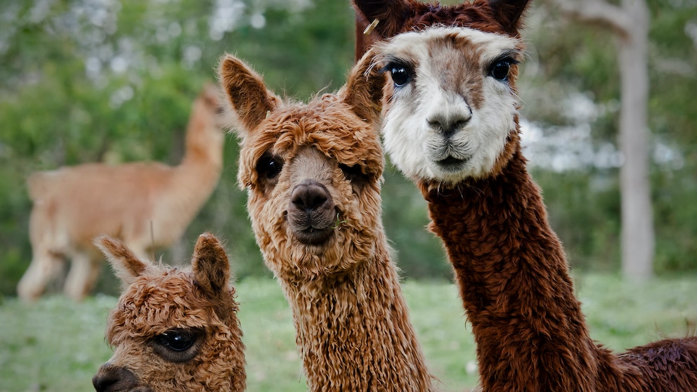 Nicht jedem Tier kann man in seinem Garten gerecht werden – das sollte jeder Tierfreund einsehen