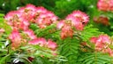 Seidenbaum: Seidenbaum mit leuchtend rosafarbenen Blüten