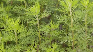 Colakraut im Garten pflanzen und pflegen