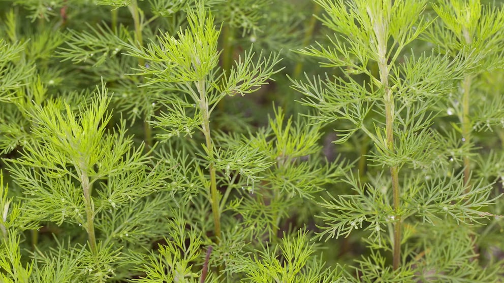Colakraut im Garten pflanzen und pflegen