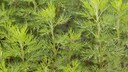 Colakraut im Garten pflanzen und pflegen