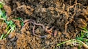 Regenw&uuml;rmer im Garten z&uuml;chten