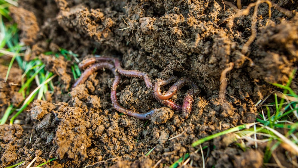 Regenwürmer im Garten züchten