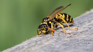 So gerne man sie erledigen würde – Wespen stehen unter Naturschutz