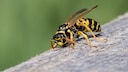 So gerne man sie erledigen würde – Wespen stehen unter Naturschutz