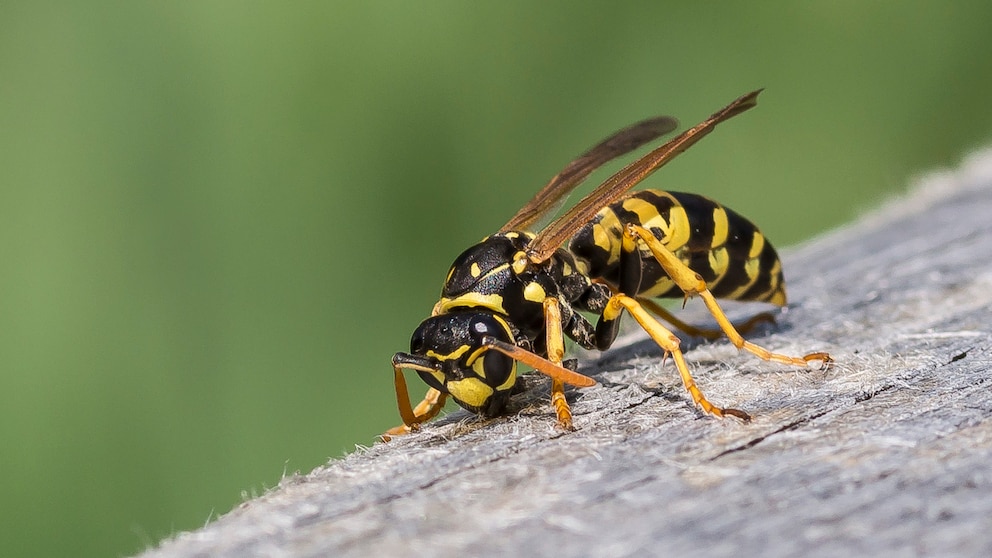 So gerne man sie erledigen würde – Wespen stehen unter Naturschutz