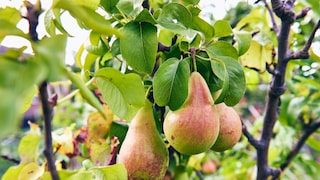 Birnen am Birnbaum